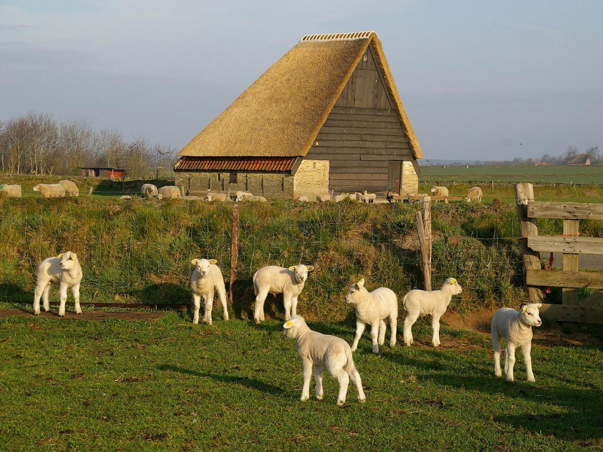 Great Farmhouse In De Cocksdorp With Garden Exteriér fotografie